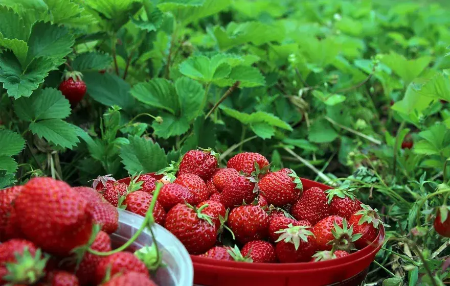 midsommar