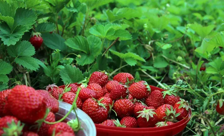 midsommar